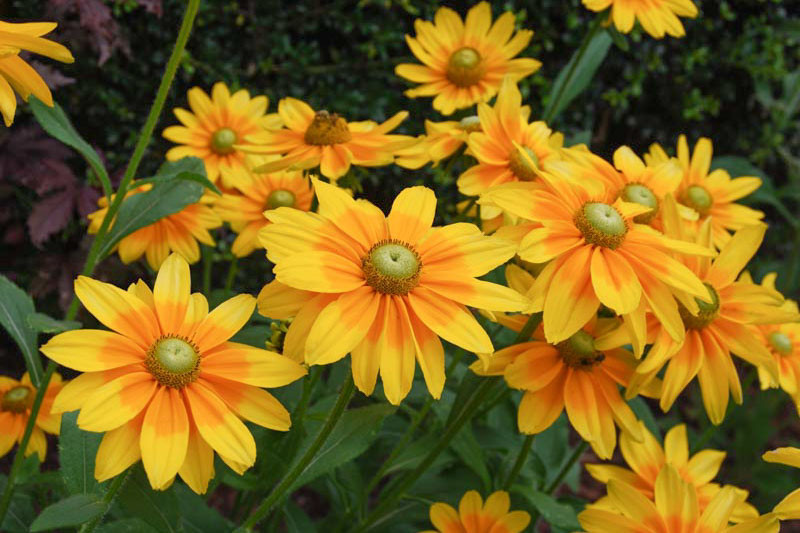 Rudbeckia Hirta Prairie Sun Black Eyed Susan